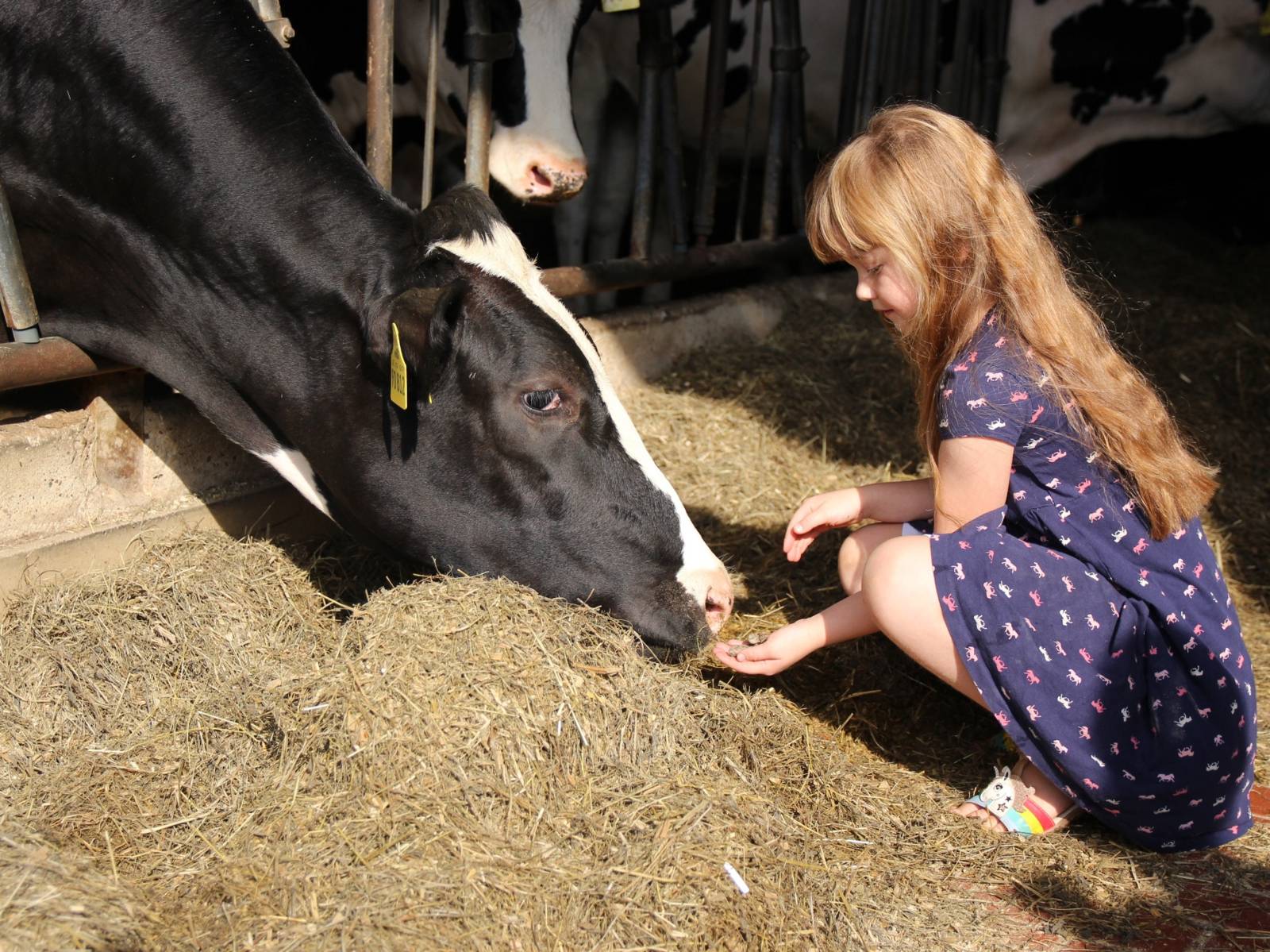 Mädchen füttert eine Kuh im Stall mit Heu